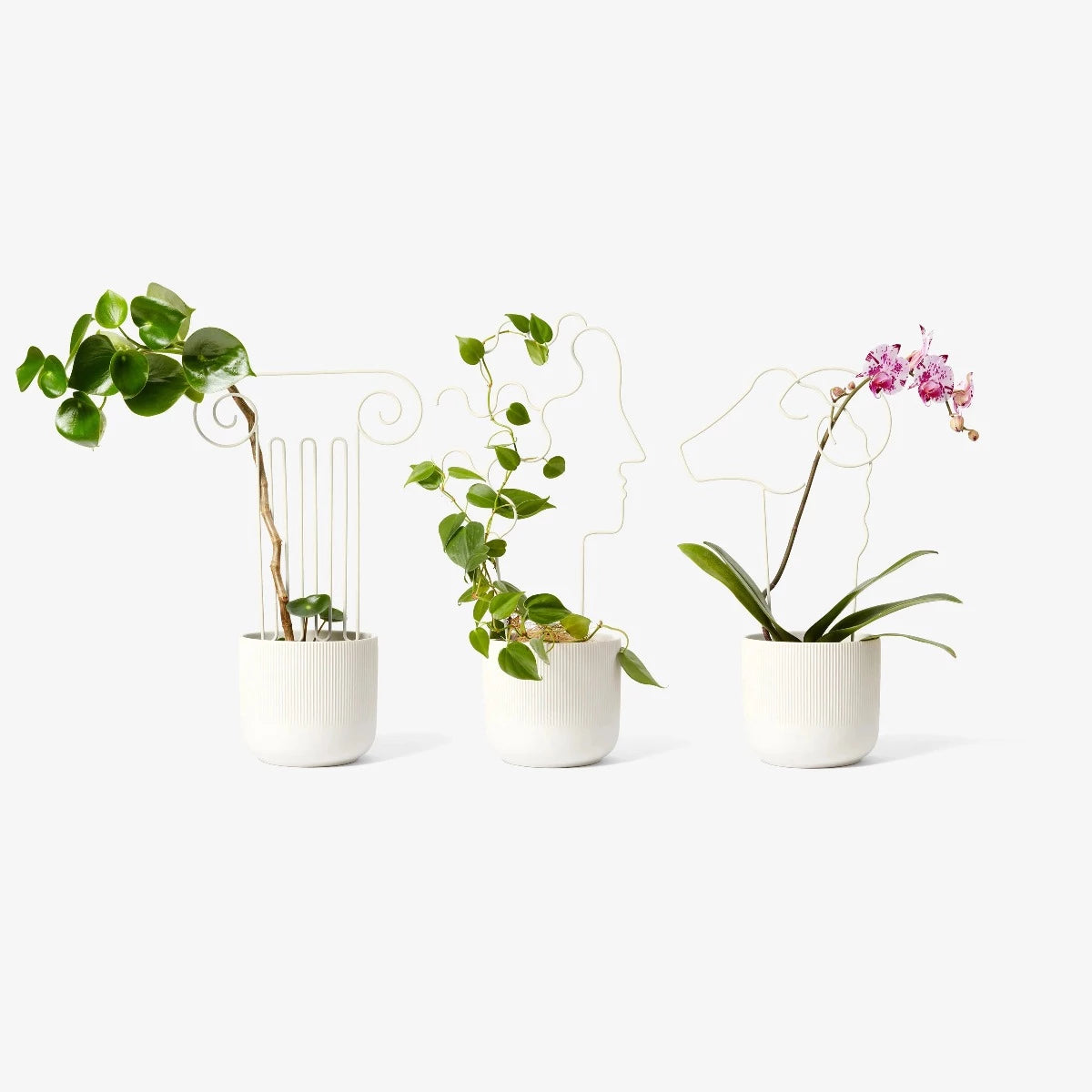 Mini Plant Trellis, Human