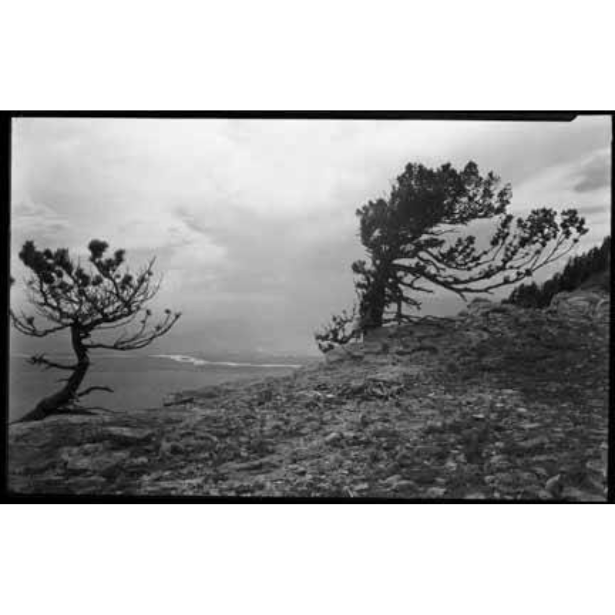 Trees on Sandia Crest Archival Print