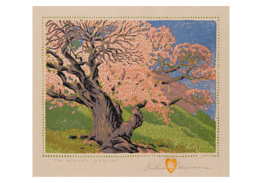 Gustave Baumann: The Bishop’s Apricot Small Boxed Cards