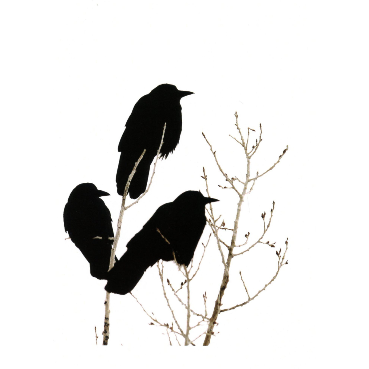 Mystic Friends:  Ravens Three - Holiday Boxed Card Set