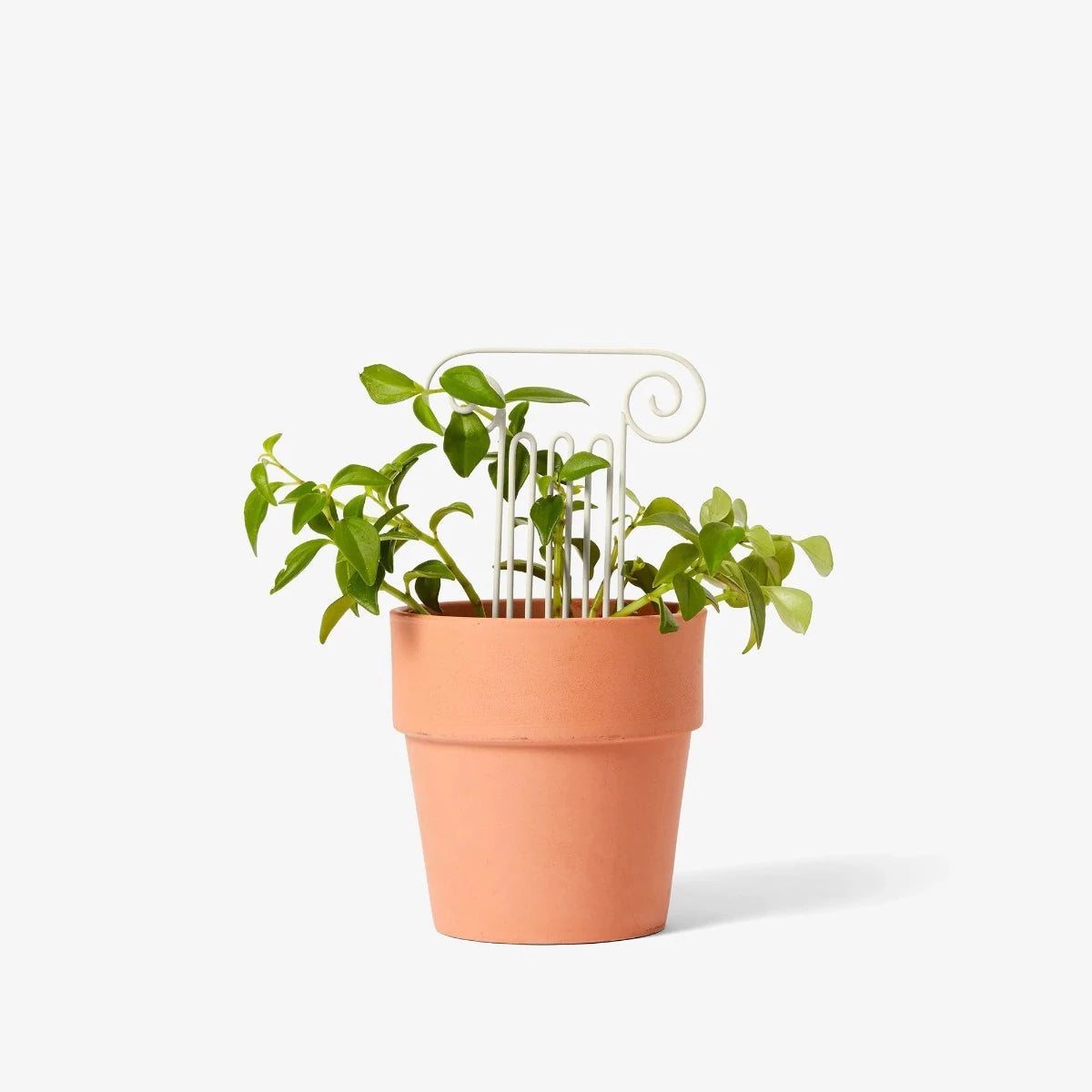 Mini Plant Trellis, Column
