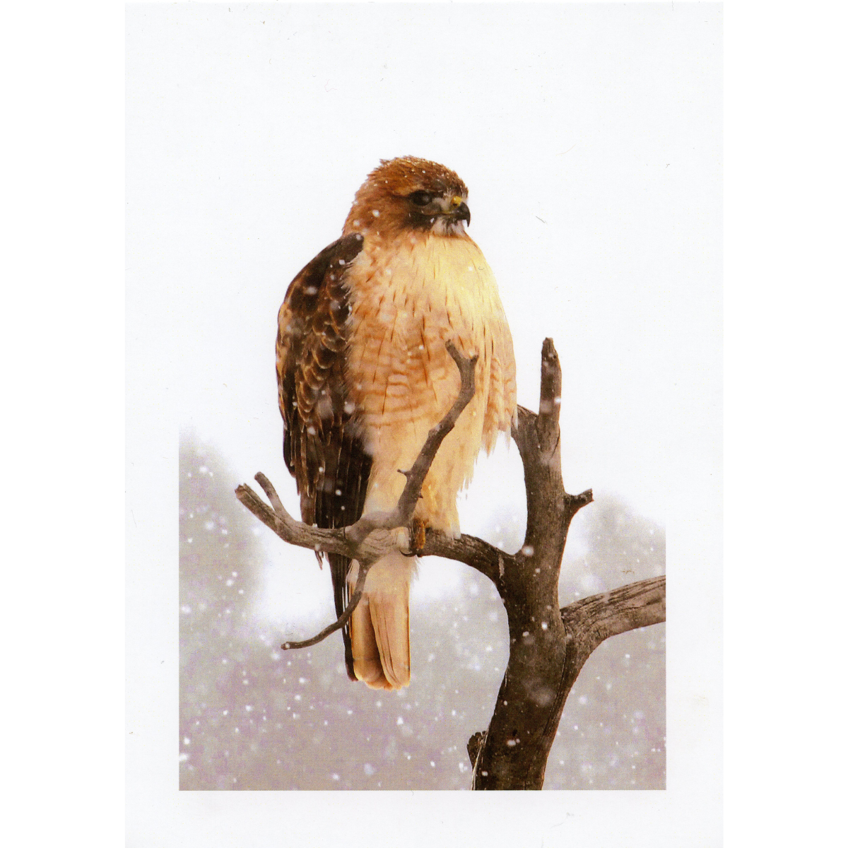 Red Tail Hawk Holiday Boxed Cards