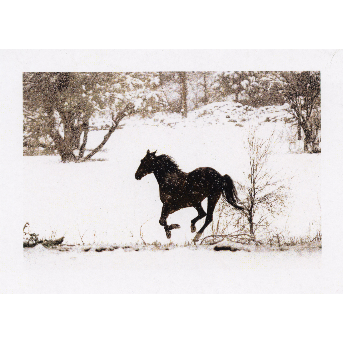 The Snow Horse Holiday Boxed Card Set