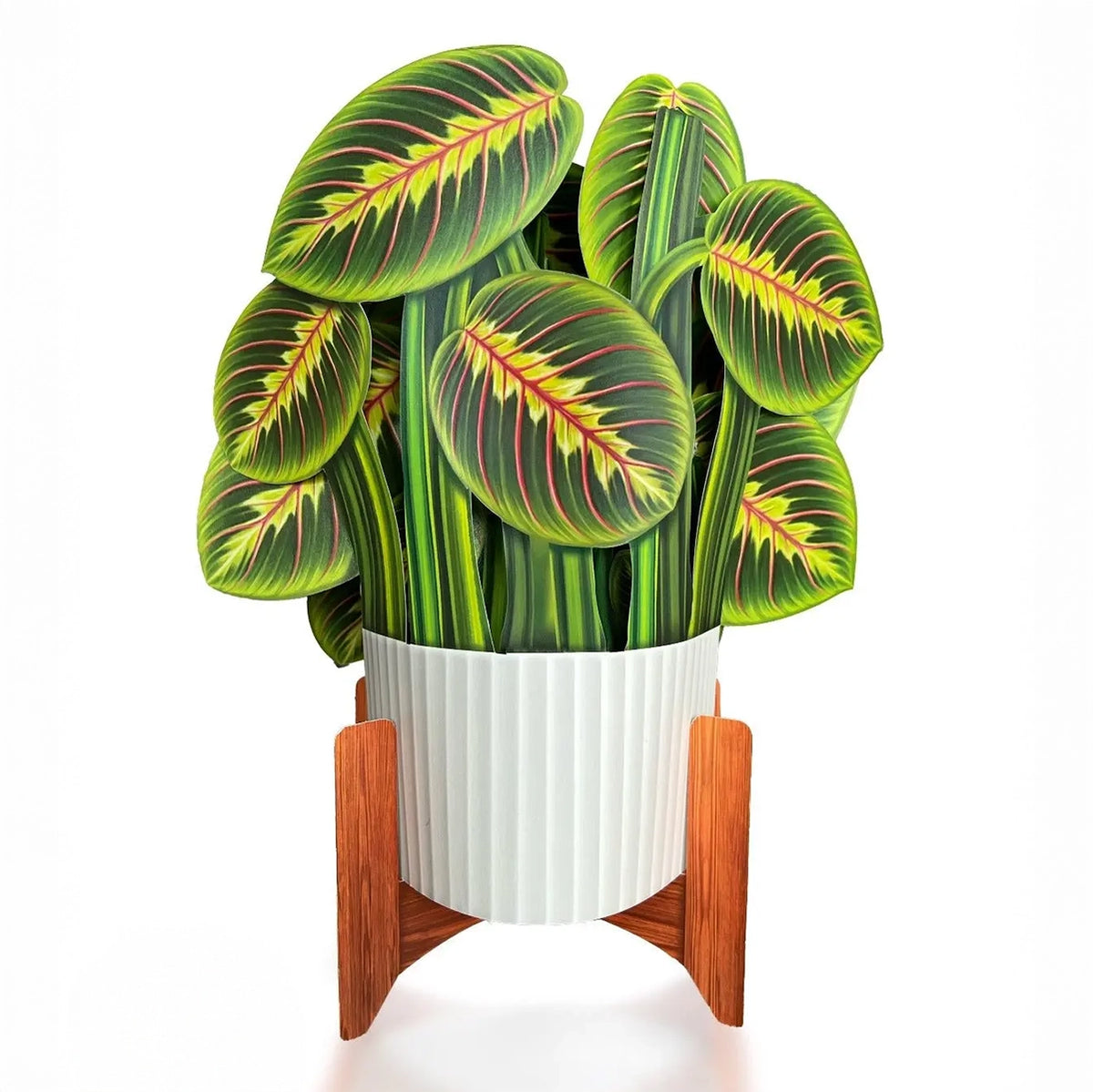 Prayer Plant Pop-up Card